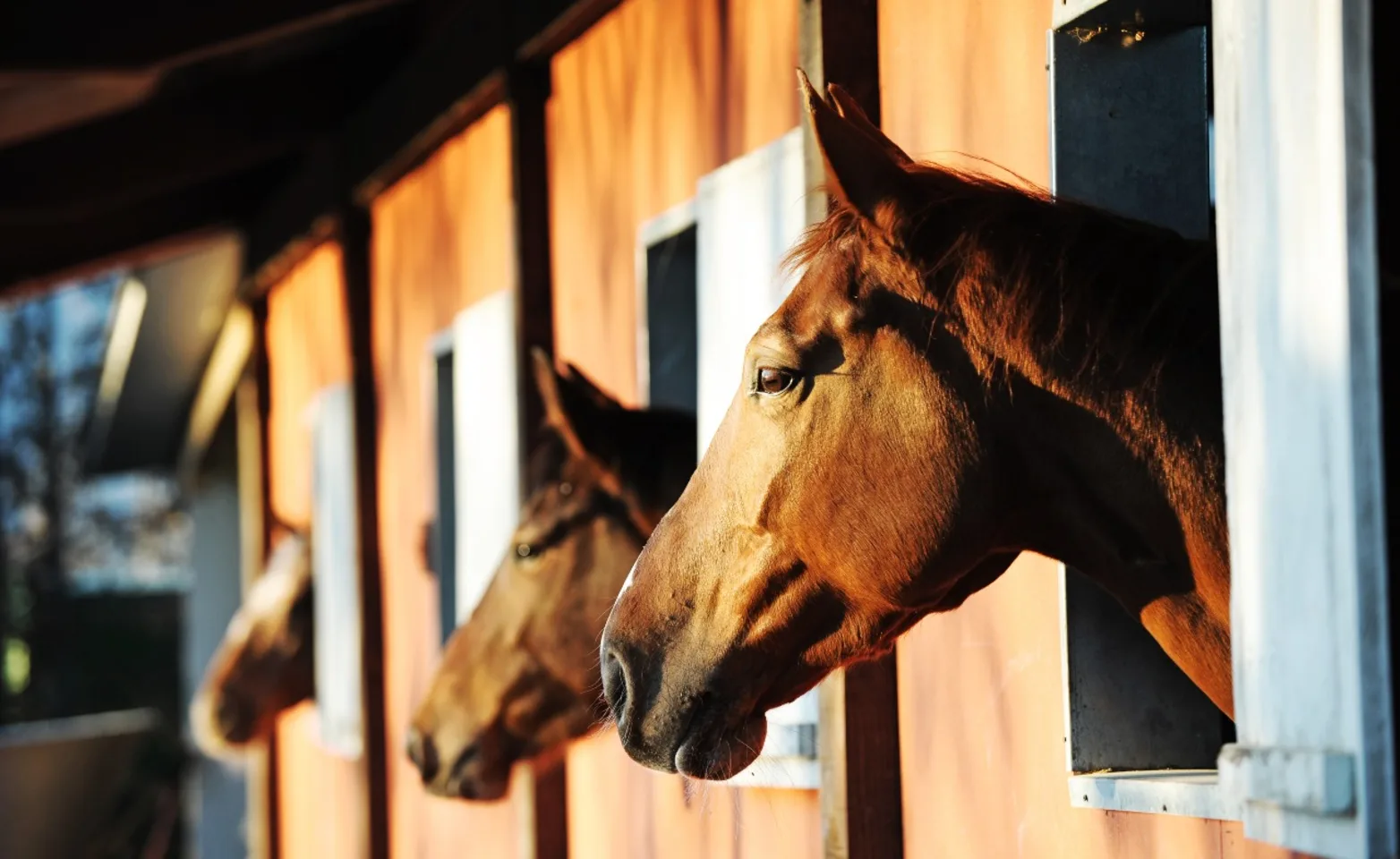 Horses standing in stables and looking into morning sun